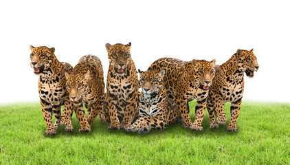 group of jaguar © anankkml