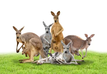 Cercles muraux Kangourou groupe de kangourou