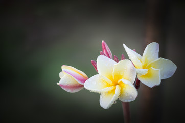 Fototapeta na wymiar White and yellow plumeria flowers (plumeria)