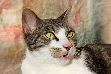 Verhalten Katze:  flehmen, Geruch, Jacobsonsches Organ