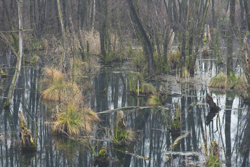 Mystic foggy swamp with dead trees, F&eacute;nyes spring at Tata, Hungary