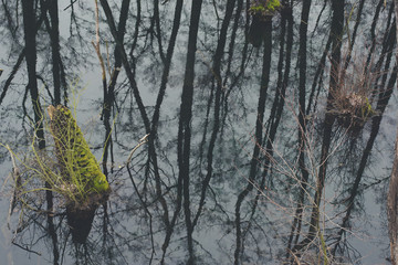 Mystic foggy swamp with dead trees, Fényes spring at Tata, Hungary