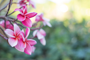 pink plumeria flowers (plumeria)