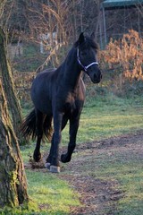 Cavallo al galoppo