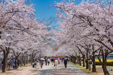 大阪城公園の桜並木