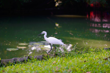 Egret Hunting for Fish