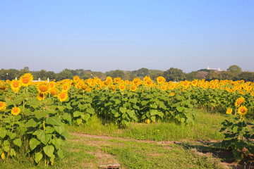 Fototapeta na wymiar Sunflower in the farm
