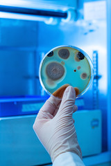 Piastra Petri con contaminanti ambientali