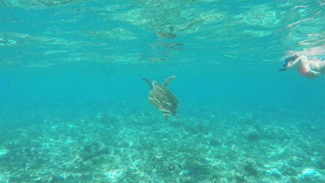 Sea turtle resurfacing to get some air and diving back in to the water
