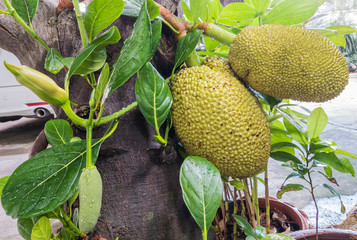 Closeup jackfruit at tree in garden of home background