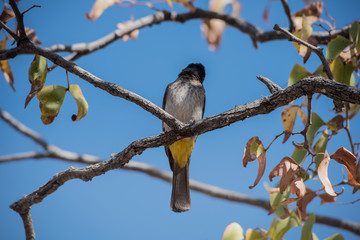 Afrikanische Rotaugen Bulbul (Pycnonotus nigricans) in Südafrika Namibia