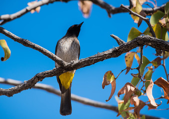 Afrikanische Rotaugen Bulbul (Pycnonotus nigricans) in Südafrika Namibia