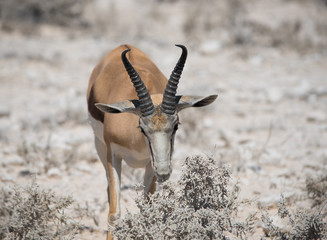 Impalas Antilope (Aepyceros)