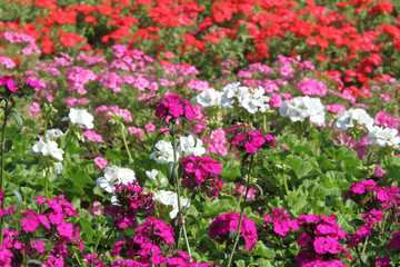 Fototapeta premium flower garden