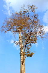 Dry tree on blue sky background