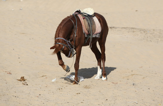 Le Maroc