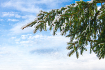 Schneebedeckter Tannenzweig