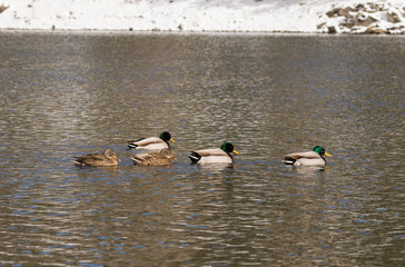 Mallards on Lake