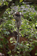 Common Marmoset on the tree
