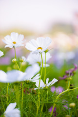 Cosmos flowers blooming