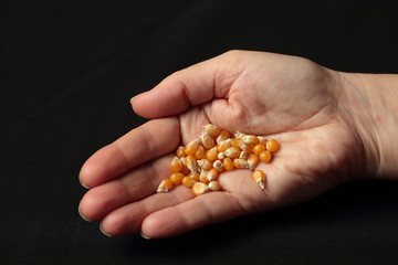 Fototapeta premium corn seeds in the hand of a girl on black background 