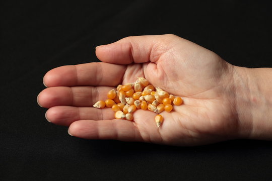 corn seeds in the hand of a girl on black background
