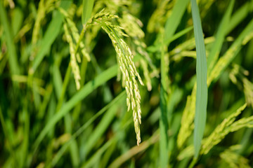 Paddy rice, closeup
