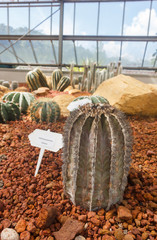 Fototapeta na wymiar Small cactus planted in a greenhouse.