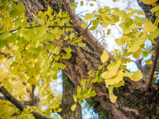 Yellow autumn ginko tree