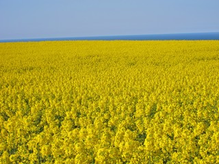 Fototapeta premium Flower of rape