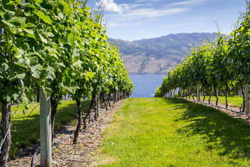 rows or grape vines in a winery