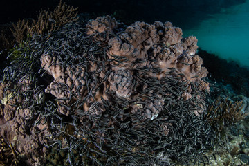 Striped Eel Catfish on Reef