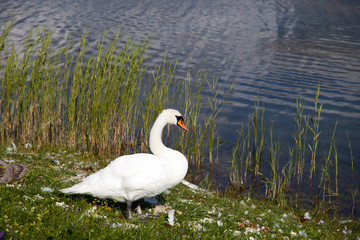 Swan on a background of grass and water