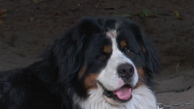 bernese mountain dog portrait closeup