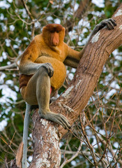 The proboscis monkey is siting on a tree in the jungle. Indonesia. The island of Borneo (Kalimantan). An excellent illustration.