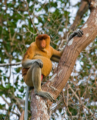 The proboscis monkey is siting on a tree in the jungle. Indonesia. The island of Borneo (Kalimantan). An excellent illustration.