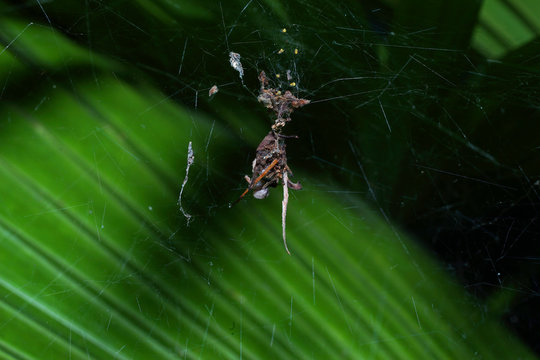 web of spider and egg of spider macro