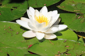 White waterlily flower, Nymphaea Alba