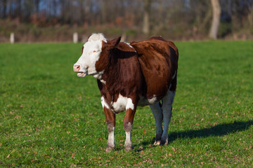 Fototapeta na wymiar The cow is grazed on a green field. Cow in the field