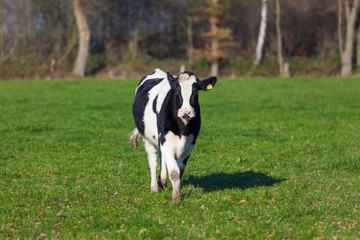 Naklejka na ściany i meble The cow is grazed on a green field. Cow in the field