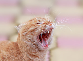 The cat is like a little tiger