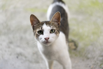 Cat staring © misplaced_photon