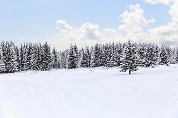 Fototapeta na wymiar Spruce forest in winter. Winter landscape