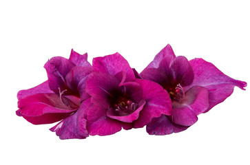 purple gladiolus flower