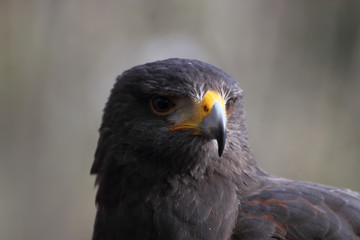 Parabuteo unicinctus head