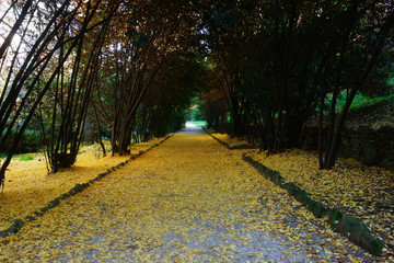 fall season tunnel