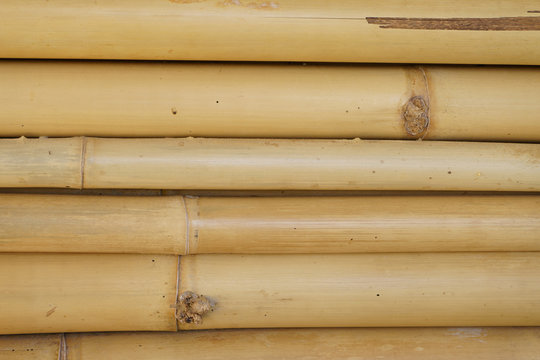 bamboo background, close up bamboo