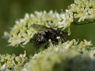 Fly on flower