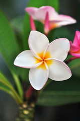 Fototapeta na wymiar White , pink and yellow Plumeria blossom. (frangipani flowers, Frangipani, Pagoda tree or Temple tree) 