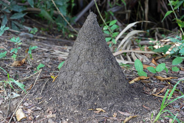 anthill in public park